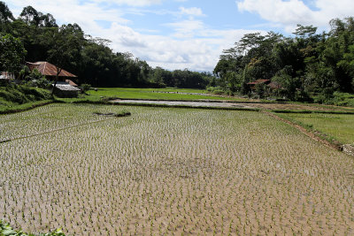 778 - Discovering Indonesia - Java Sulawesi and Bali islands - IMG_2862_DxO Pbase.jpg