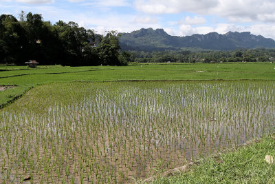 781 - Discovering Indonesia - Java Sulawesi and Bali islands - IMG_2865_DxO Pbase.jpg