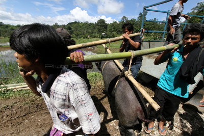 862 - Discovering Indonesia - Java Sulawesi and Bali islands - IMG_2948_DxO Pbase.jpg