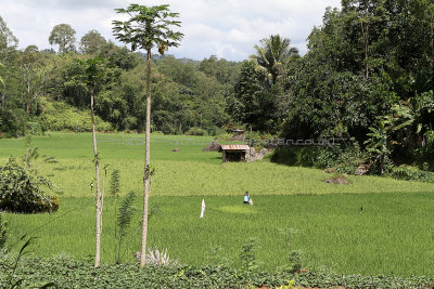 1157 - Discovering Indonesia - Java Sulawesi and Bali islands - IMG_3246_DxO Pbase.jpg