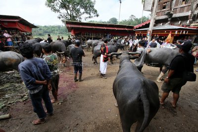 1458 - Discovering Indonesia - Java Sulawesi and Bali islands - IMG_3553_DxO Pbase.jpg