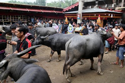 1465 - Discovering Indonesia - Java Sulawesi and Bali islands - IMG_3560_DxO Pbase.jpg