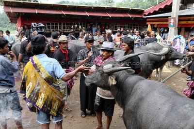 1479 - Discovering Indonesia - Java Sulawesi and Bali islands - IMG_3574_DxO Pbase.jpg