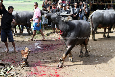 1512 - Discovering Indonesia - Java Sulawesi and Bali islands - IMG_3607_DxO Pbase.jpg