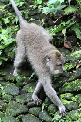 2495 - Discovering Indonesia - Java Sulawesi and Bali islands - IMG_4616_DxO Pbase.jpg