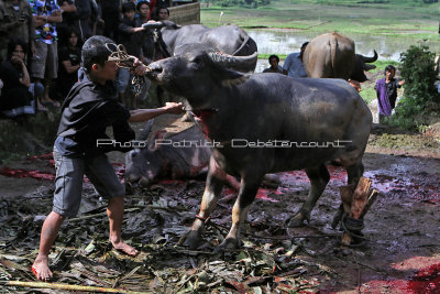 1531 - Discovering Indonesia - Java Sulawesi and Bali islands - IMG_3628_DxO Pbase.jpg