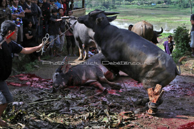 1533 - Discovering Indonesia - Java Sulawesi and Bali islands - IMG_3630_DxO Pbase.jpg