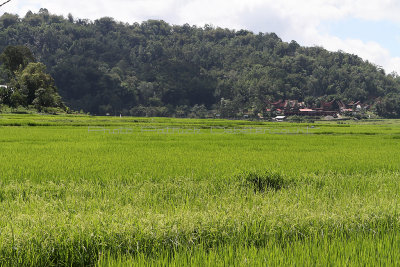 1654 - Discovering Indonesia - Java Sulawesi and Bali islands - IMG_3755_DxO Pbase.jpg