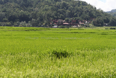 1659 - Discovering Indonesia - Java Sulawesi and Bali islands - IMG_3760_DxO Pbase.jpg