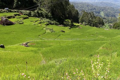 1690 - Discovering Indonesia - Java Sulawesi and Bali islands - IMG_3791_DxO Pbase.jpg