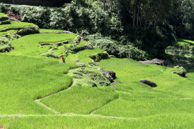 1694 - Discovering Indonesia - Java Sulawesi and Bali islands - IMG_3795_DxO Pbase.jpg