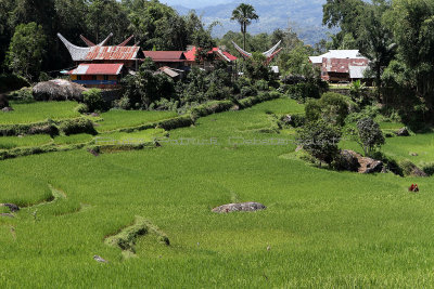 1705 - Discovering Indonesia - Java Sulawesi and Bali islands - IMG_3803_DxO Pbase.jpg