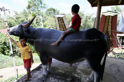 1819 - Discovering Indonesia - Java Sulawesi and Bali islands - IMG_3917_DxO Pbase.jpg