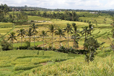 2808 - Discovering Indonesia - Java Sulawesi and Bali islands - IMG_4947_DxO Pbase.jpg