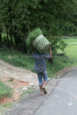 1964 - Discovering Indonesia - Java Sulawesi and Bali islands - IMG_4067_DxO Pbase.jpg