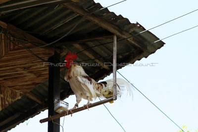 2056 - Discovering Indonesia - Java Sulawesi and Bali islands - IMG_4161_DxO Pbase.jpg