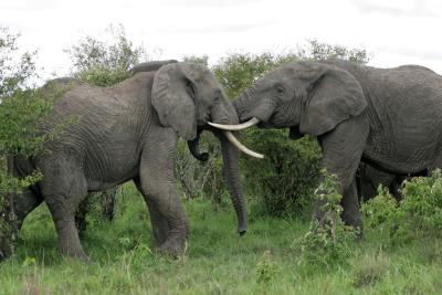 Deuxime safari dans la rserve de Masa-Mara