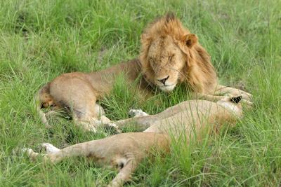 Deuxime safari dans la rserve de Masa-Mara