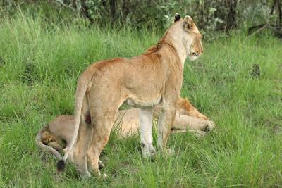 Deuxime safari dans la rserve de Masa-Mara