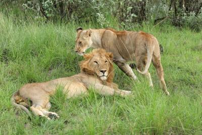 Deuxime safari dans la rserve de Masa-Mara