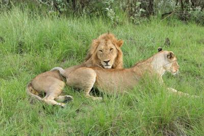 Deuxime safari dans la rserve de Masa-Mara