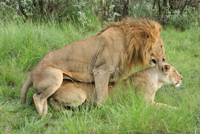 Deuxime safari dans la rserve de Masa-Mara