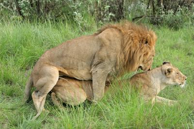 Deuxime safari dans la rserve de Masa-Mara