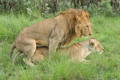 Deuxime safari dans la rserve de Masa-Mara