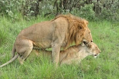 Deuxime safari dans la rserve de Masa-Mara