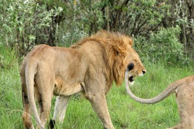 Deuxime safari dans la rserve de Masa-Mara