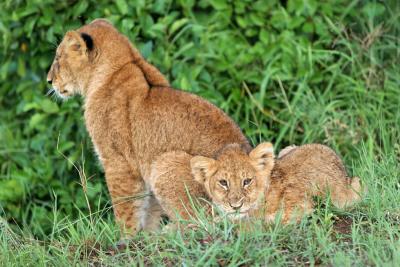 Deuxime safari dans la rserve de Masa-Mara