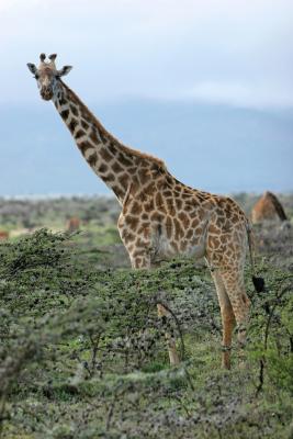 Dpart pour la rserve d'Ambosli