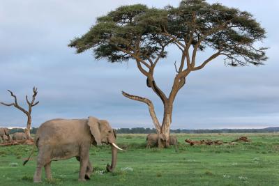 Premier safari dans la rserve de Ambosli