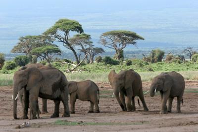 Dpart de la rserve d'Ambosli vers celle de Tsavo Ouest
