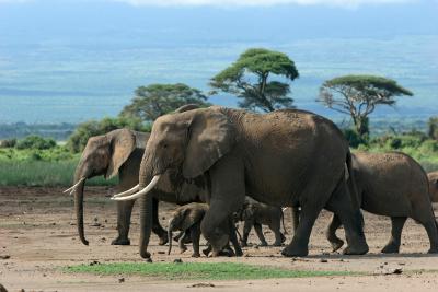 Dpart de la rserve dAmbosli vers celle de Tsavo Ouest