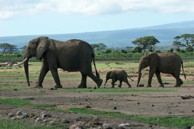 Dpart de la rserve d'Ambosli vers celle de Tsavo Ouest