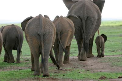 Dpart de la rserve d'Ambosli vers celle de Tsavo Ouest