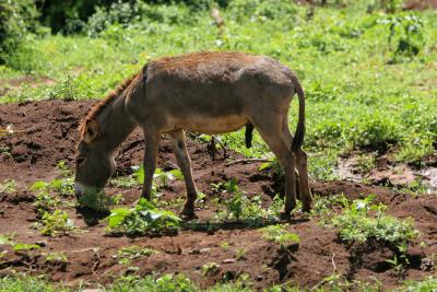 Dpart de la rserve d'Ambosli vers celle de Tsavo Ouest