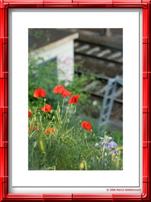 Coquelicots des villes...