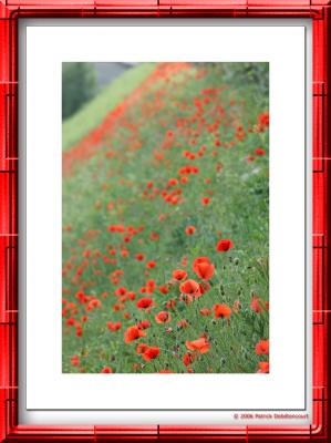 Coquelicots des villes...