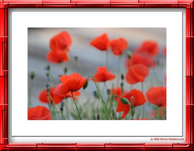 2006 - Coquelicots des villes - Red poppies in town...