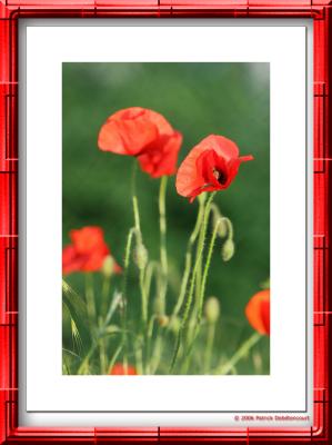 Coquelicots des villes...