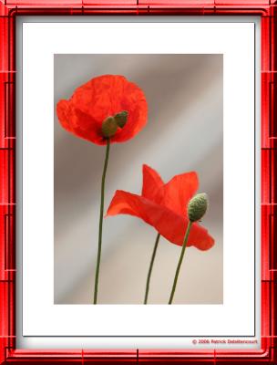 Coquelicots des villes...