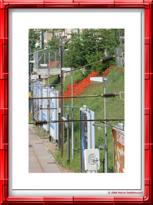 Coquelicots des villes...  la gare de la Garenne-colombes