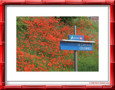 Coquelicots des villes...  la gare de la Garenne-colombes