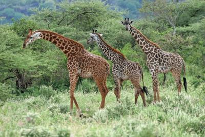 Premier safari dans la rserve de Tsavo Ouest