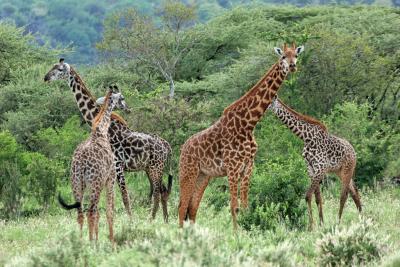 Premier safari dans la rserve de Tsavo Ouest