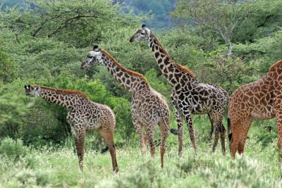 Premier safari dans la rserve de Tsavo Ouest