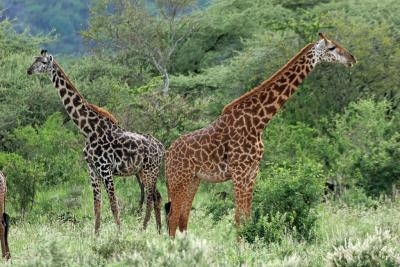 Premier safari dans la rserve de Tsavo Ouest