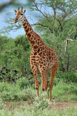 Premier safari dans la rserve de Tsavo Ouest